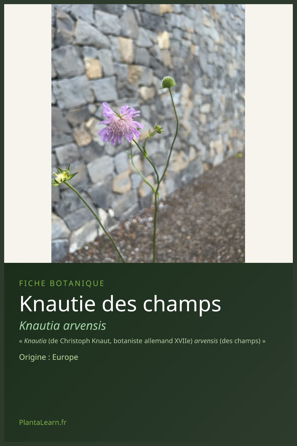 Knautie des champs — Pin Pinterest