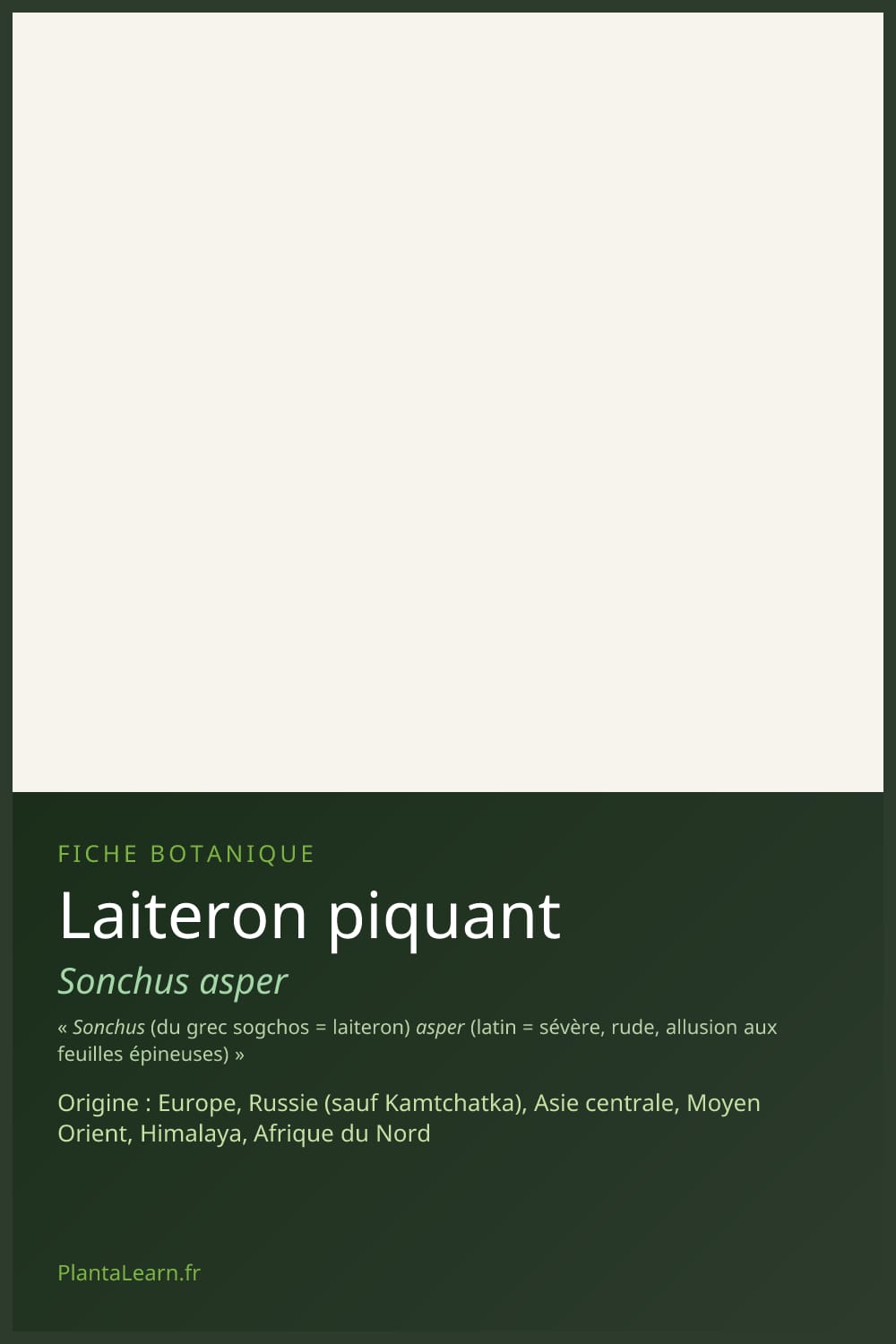 Laiteron piquant — Pin Pinterest