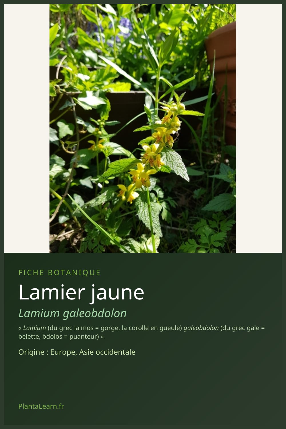 Lamier jaune — Pin Pinterest
