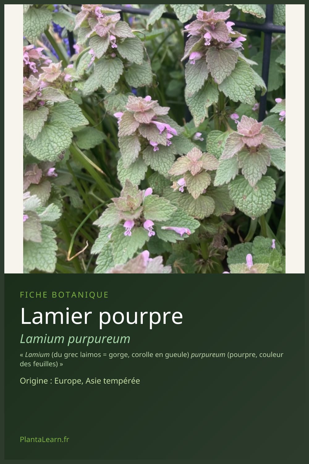 Lamier pourpre — Pin Pinterest