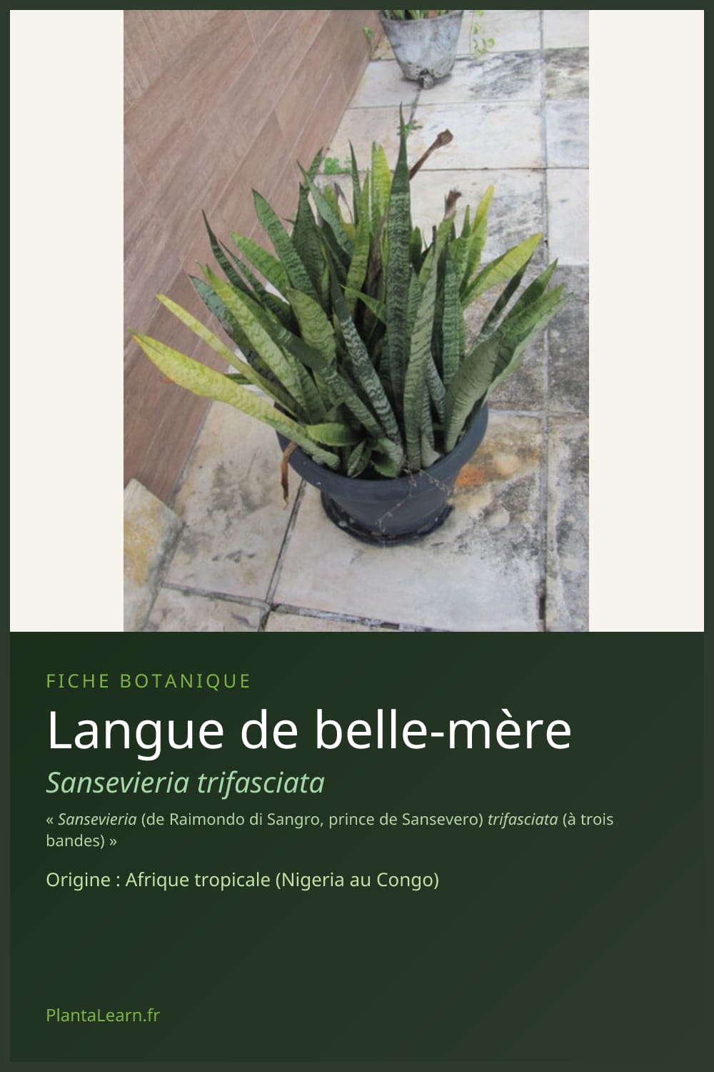 Langue de belle-mère — Pin Pinterest