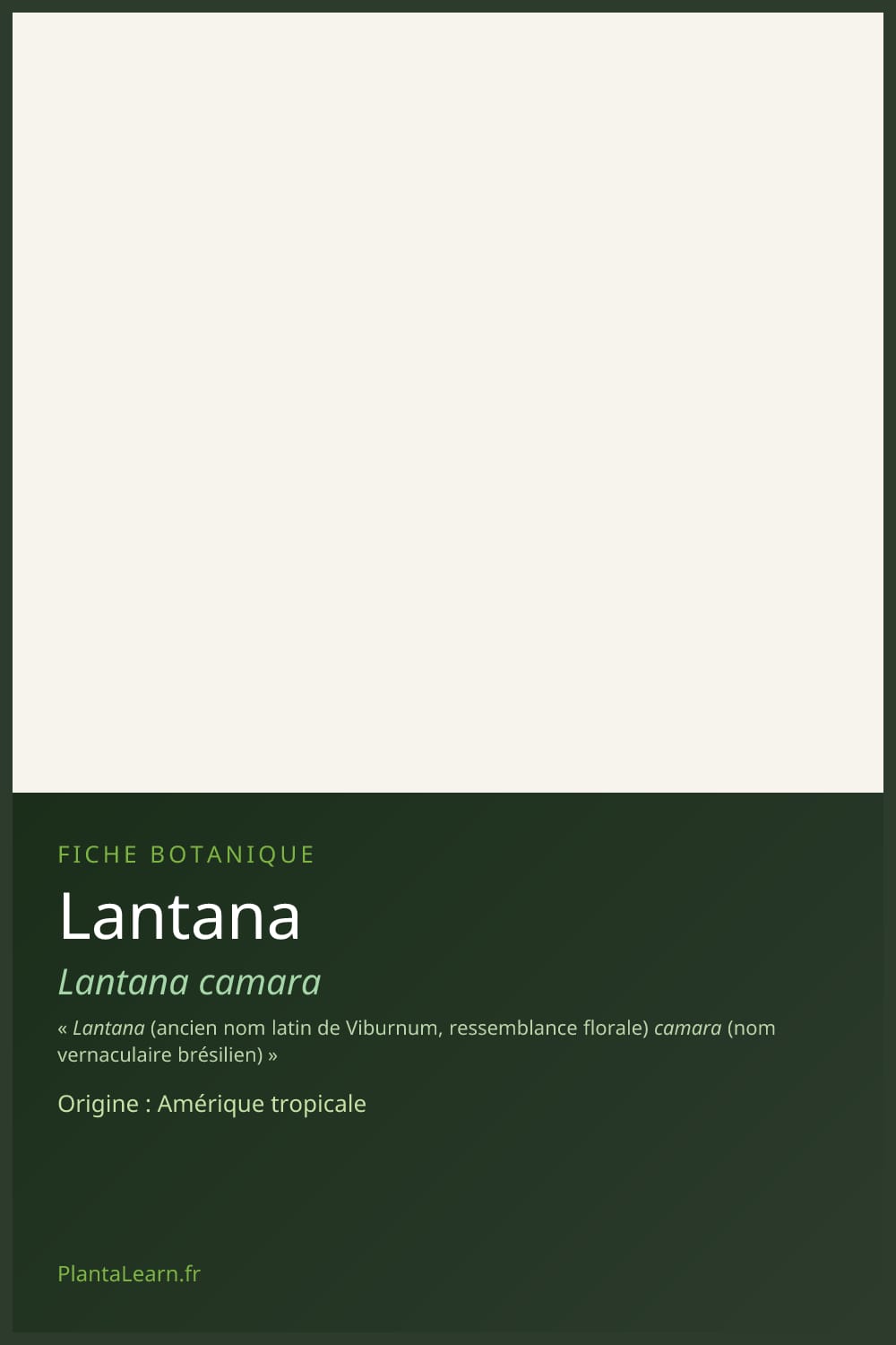 Lantana — Pin Pinterest