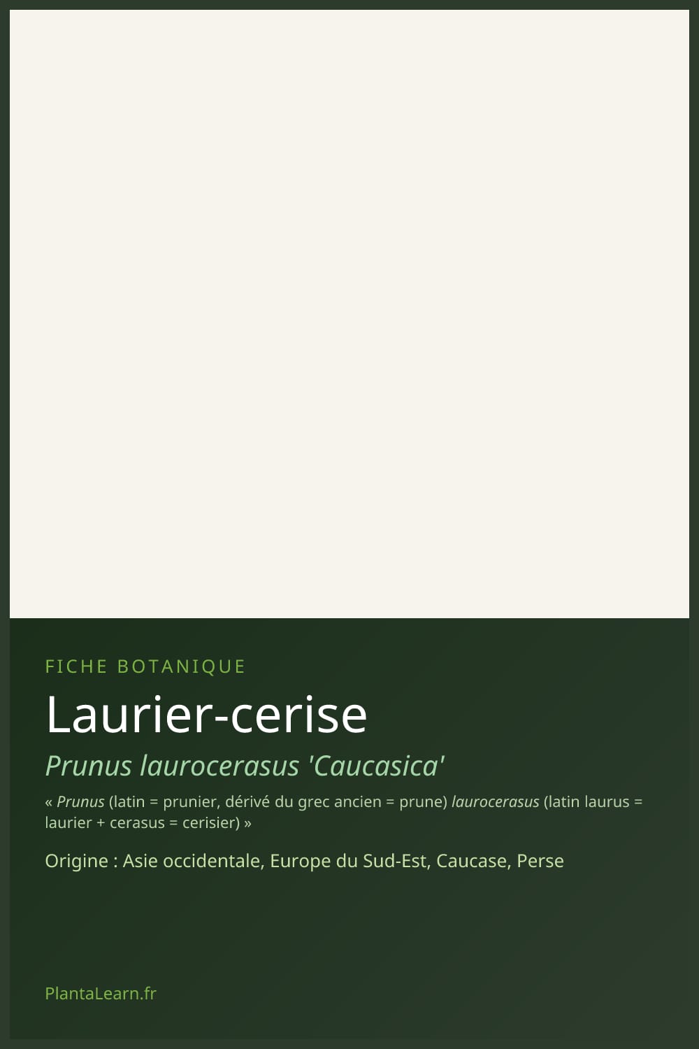 Laurier-cerise — Pin Pinterest