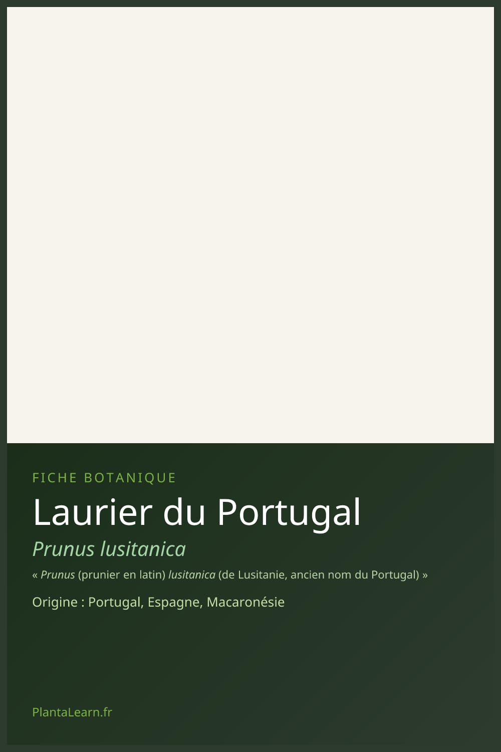 Laurier du Portugal — Pin Pinterest