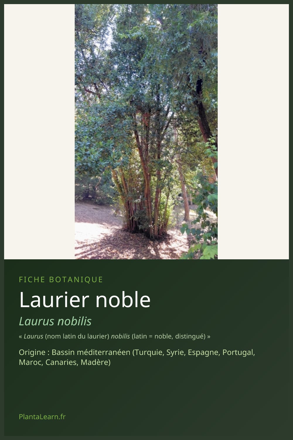 Laurier noble — Pin Pinterest