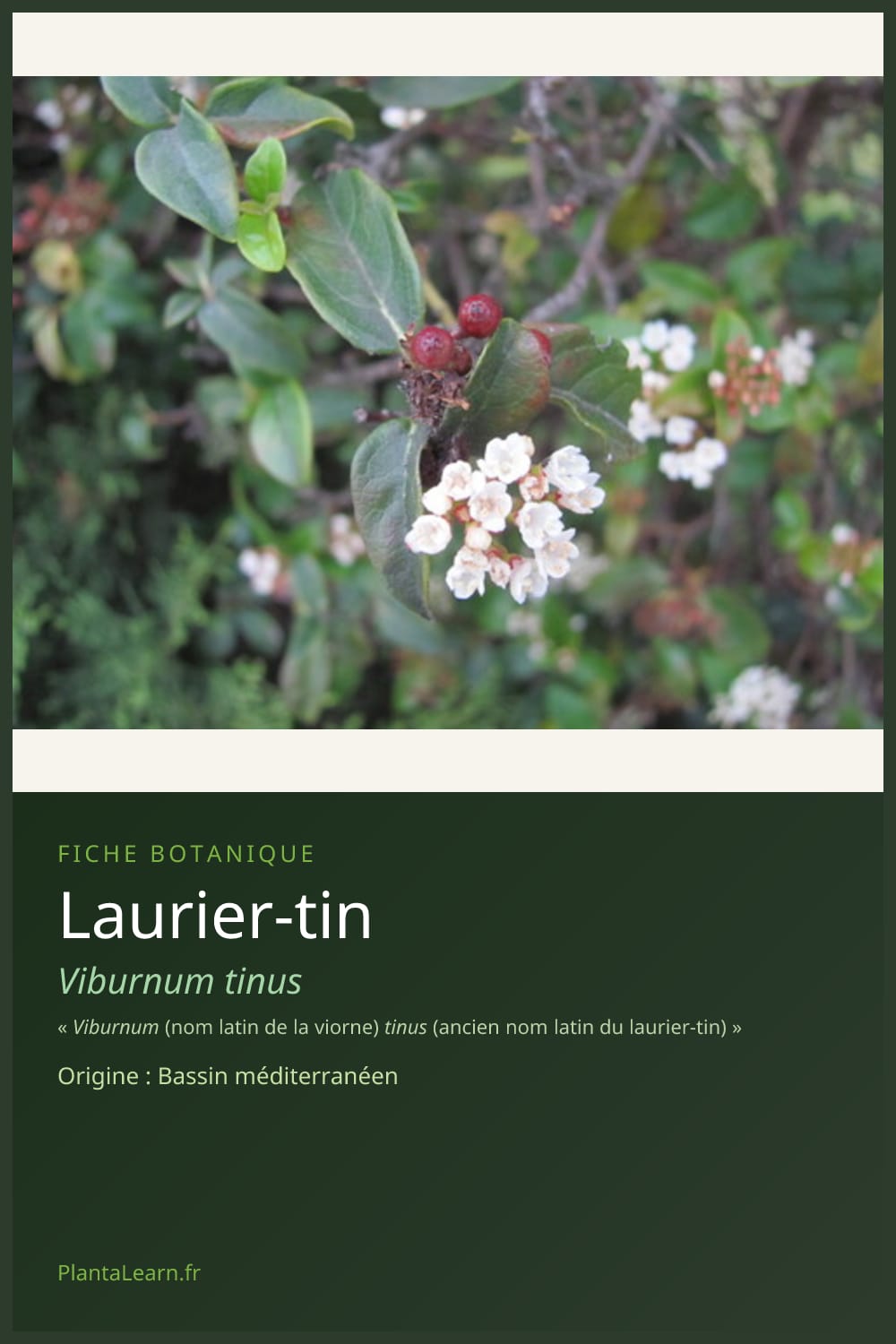 Laurier-tin — Pin Pinterest