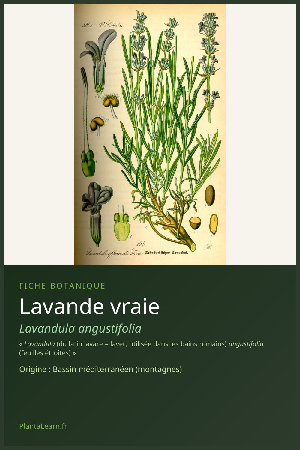 Lavande vraie — Pin Pinterest