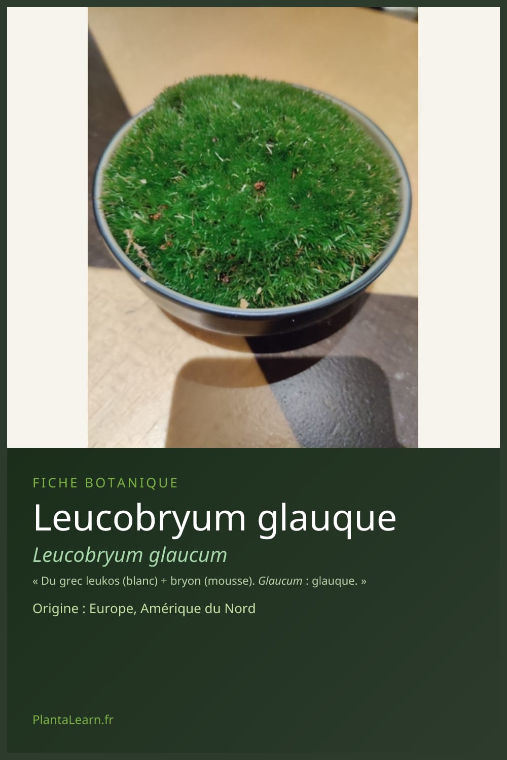 Leucobryum glauque — Pin Pinterest
