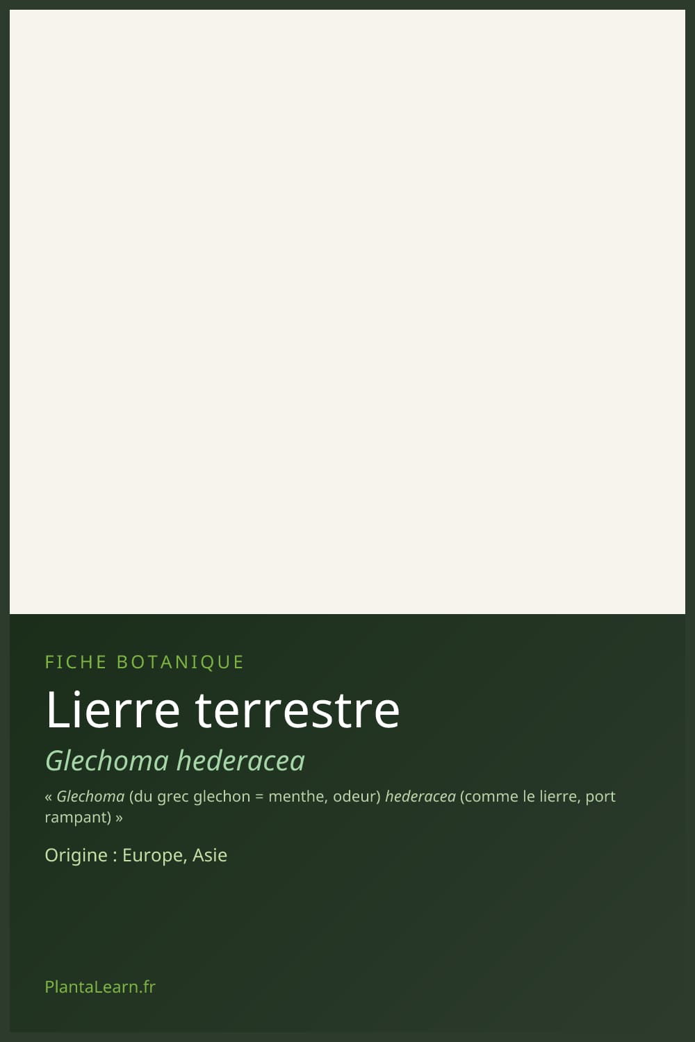 Lierre terrestre — Pin Pinterest