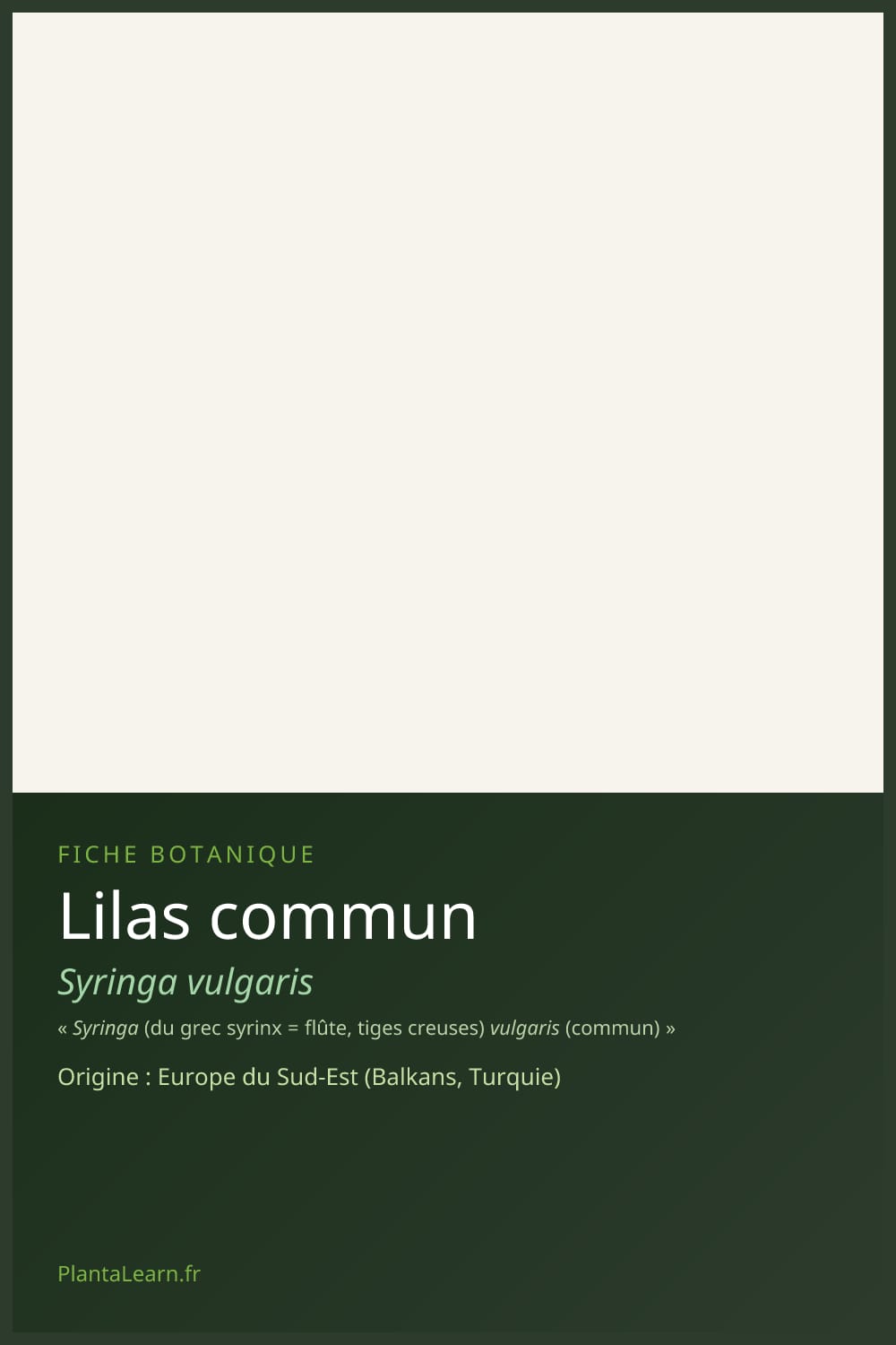 Lilas commun — Pin Pinterest