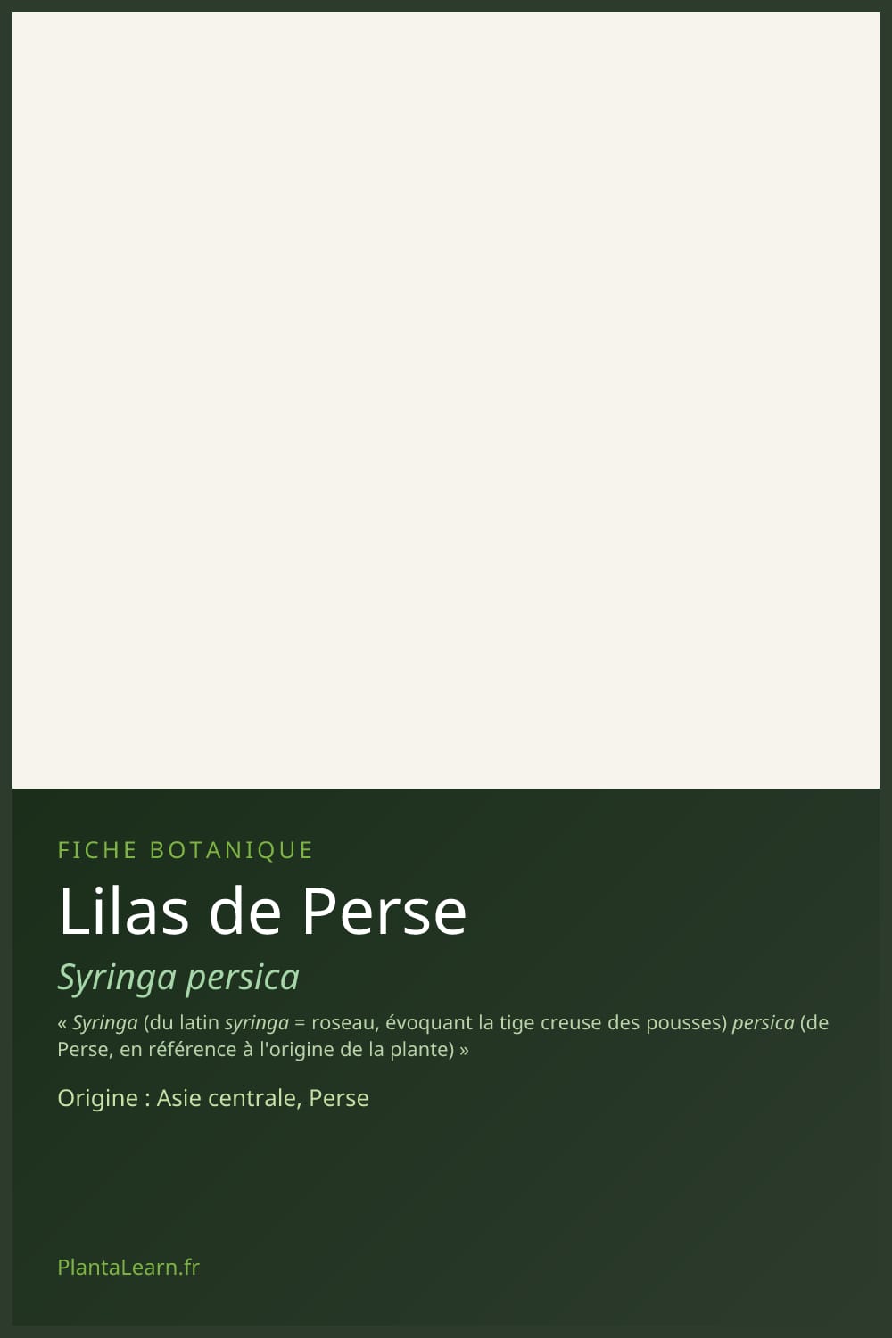Lilas de Perse — Pin Pinterest