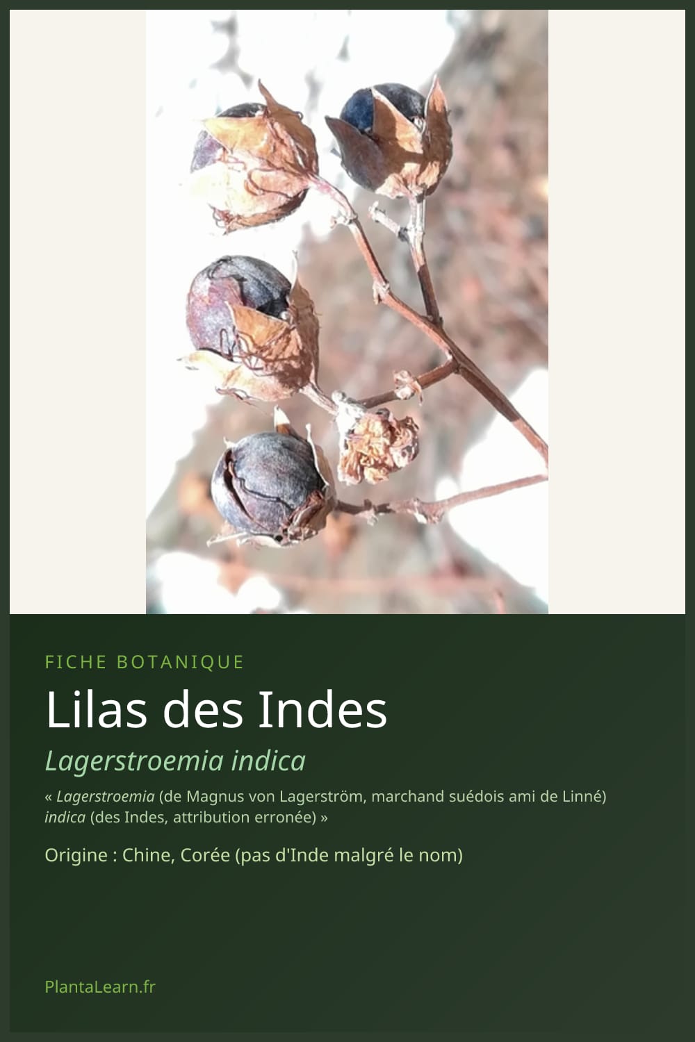 Lilas des Indes — Pin Pinterest