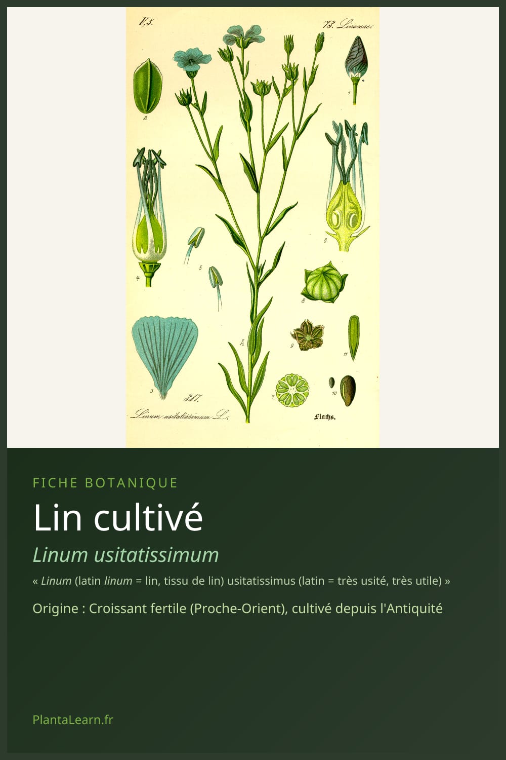 Lin cultivé — Pin Pinterest