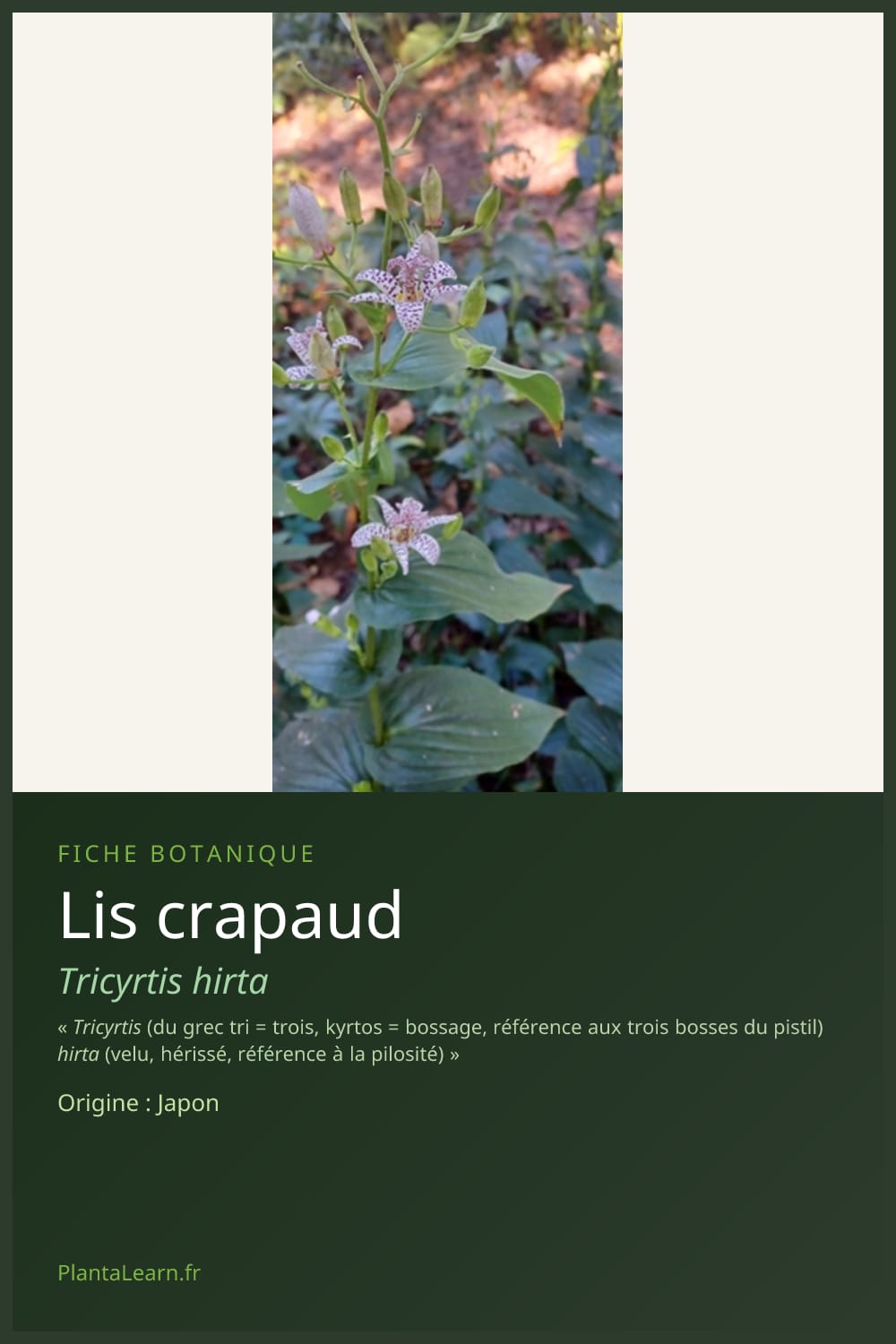 Lis crapaud — Pin Pinterest