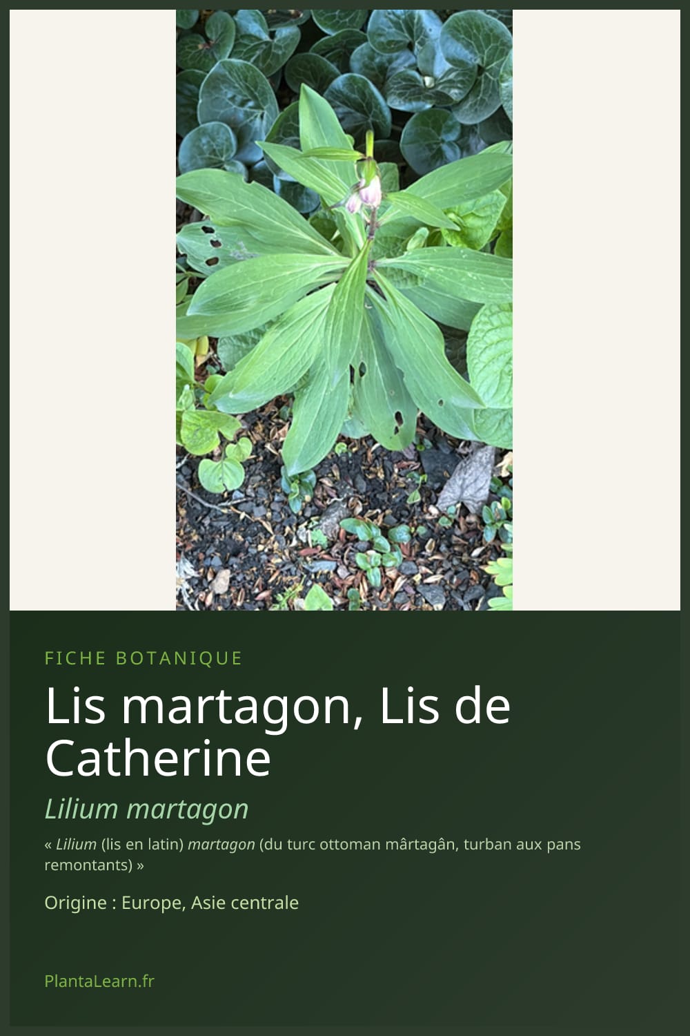 Lis martagon, Lis de Catherine — Pin Pinterest