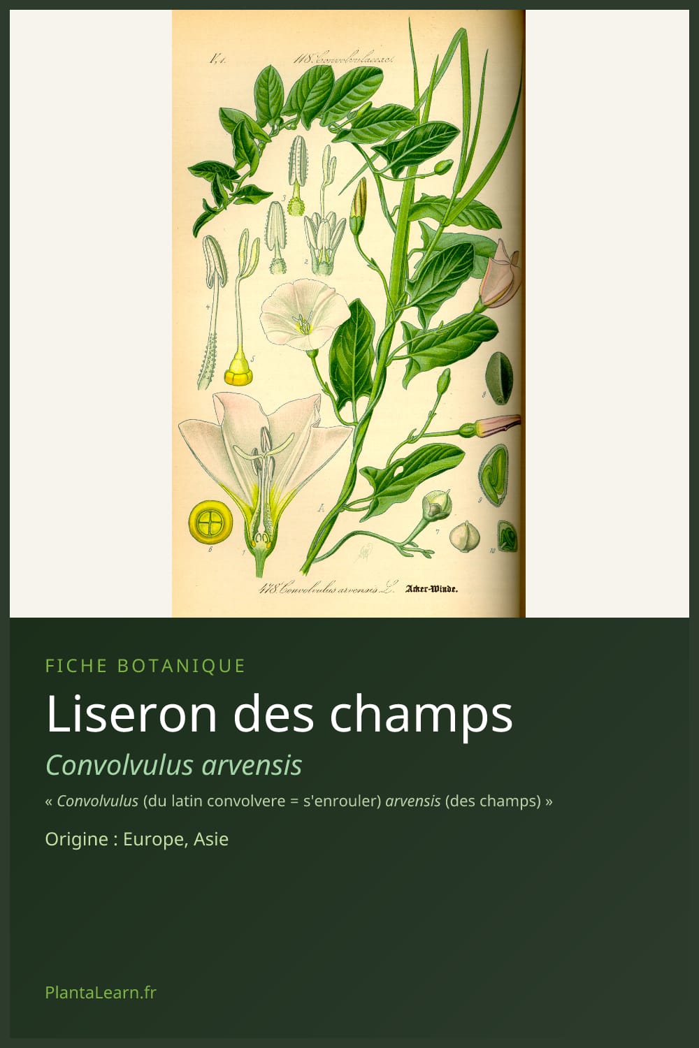 Liseron des champs — Pin Pinterest