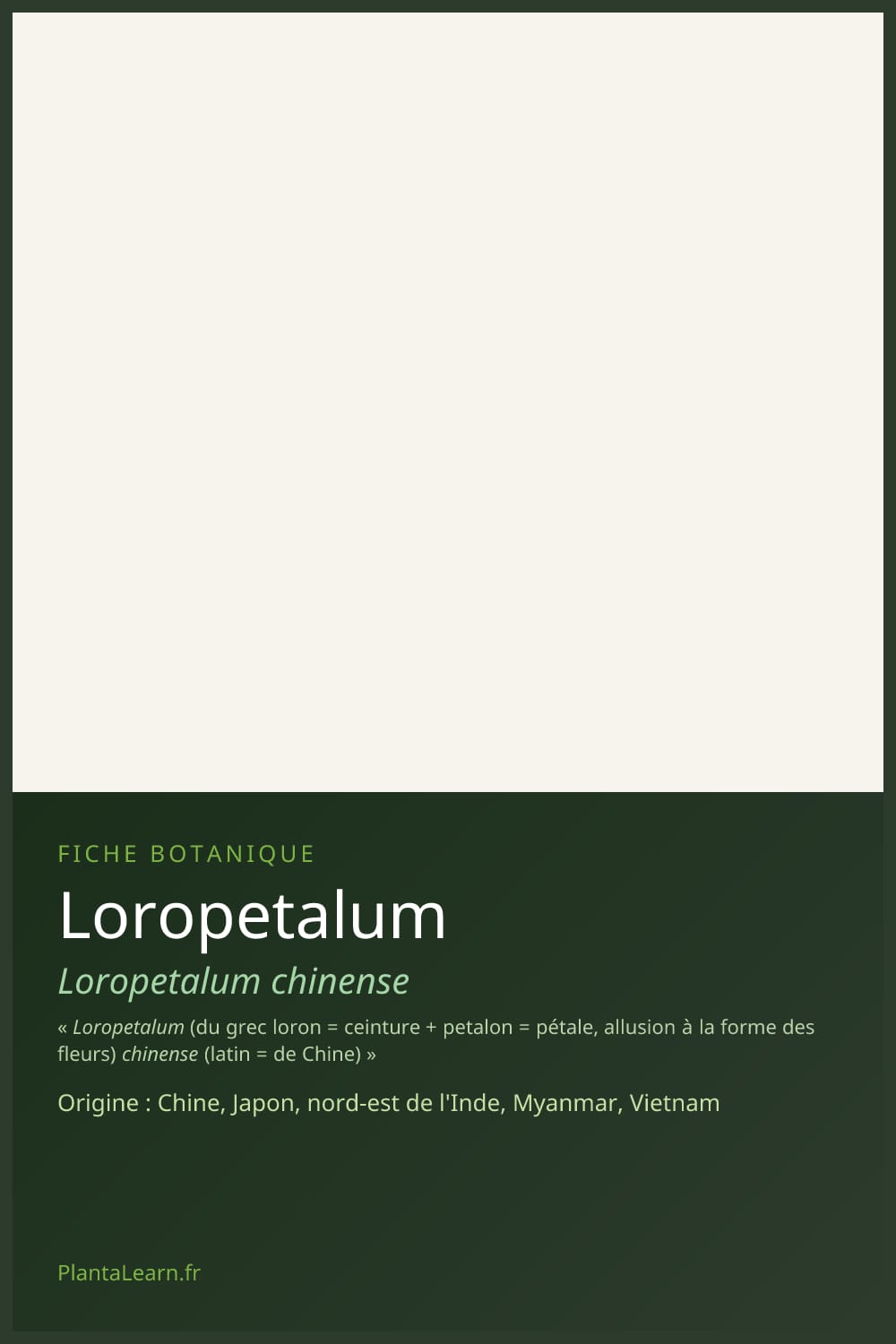 Loropetalum — Pin Pinterest