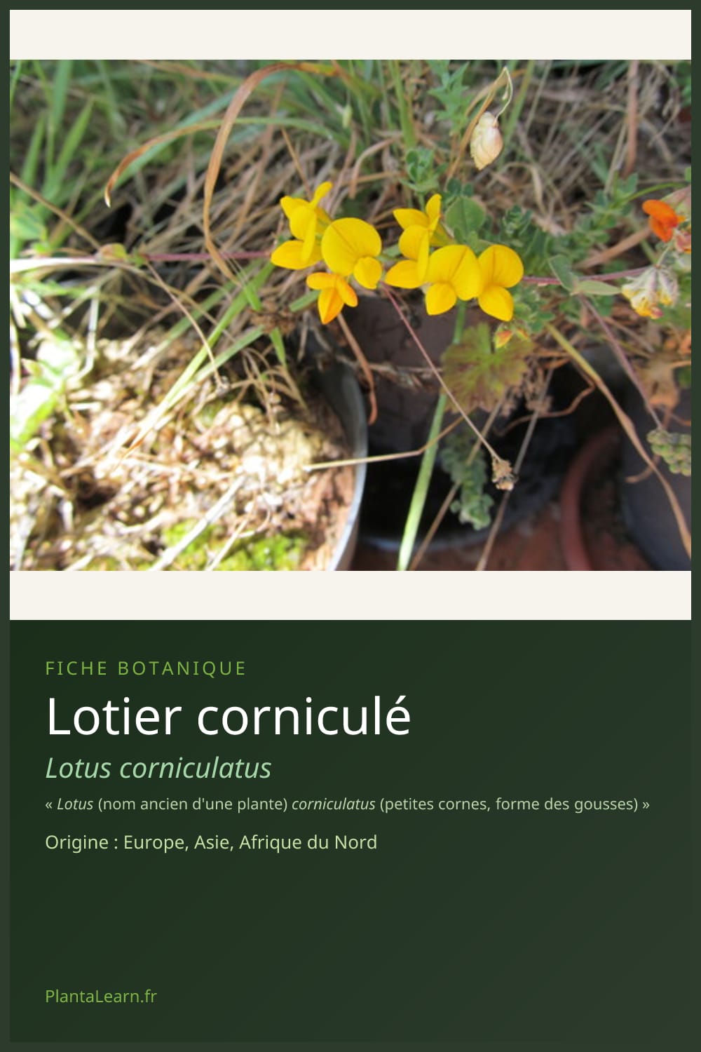 Lotier corniculé — Pin Pinterest