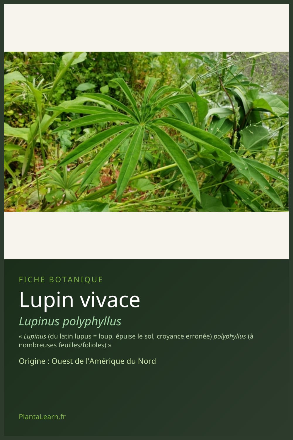 Lupin vivace — Pin Pinterest