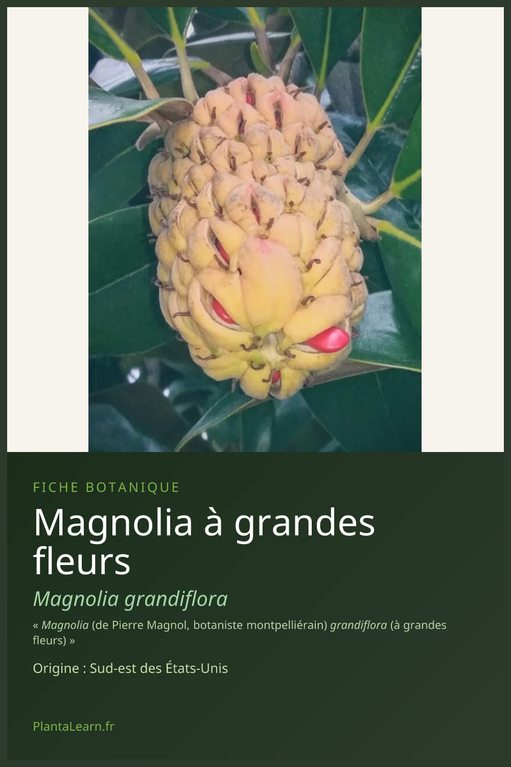 Magnolia à grandes fleurs — Pin Pinterest