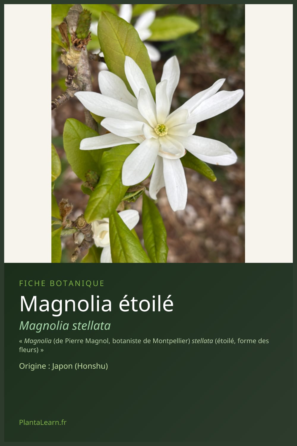 Magnolia étoilé — Pin Pinterest