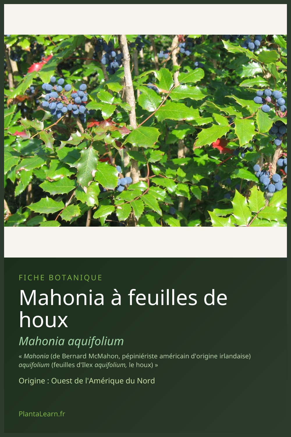 Mahonia à feuilles de houx — Pin Pinterest