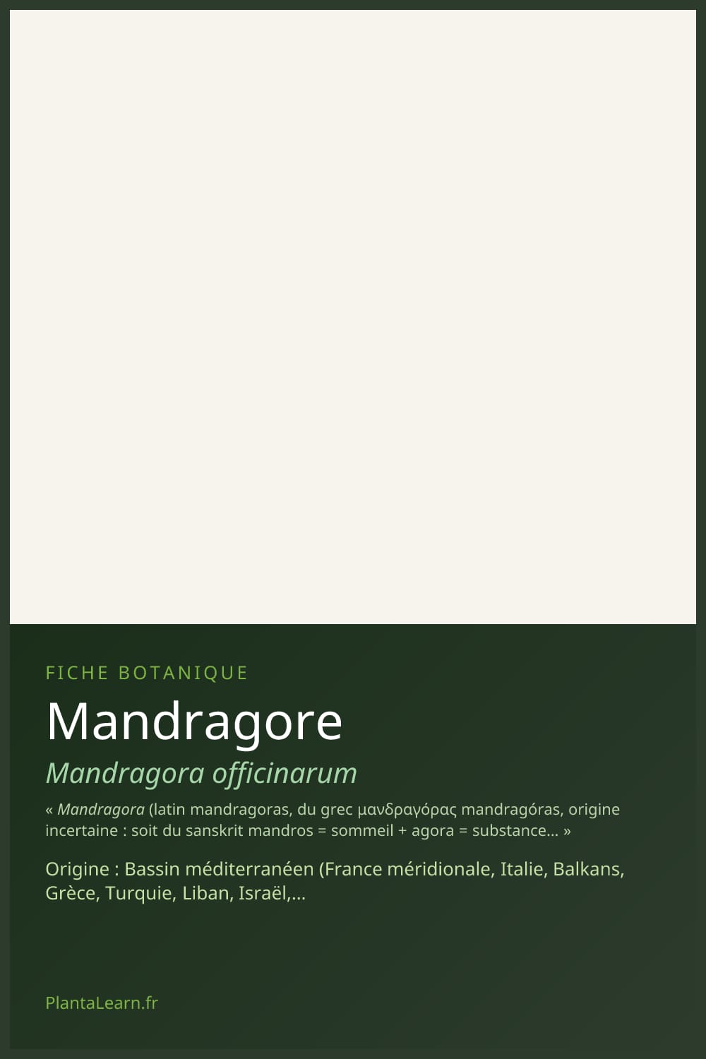 Mandragore — Pin Pinterest
