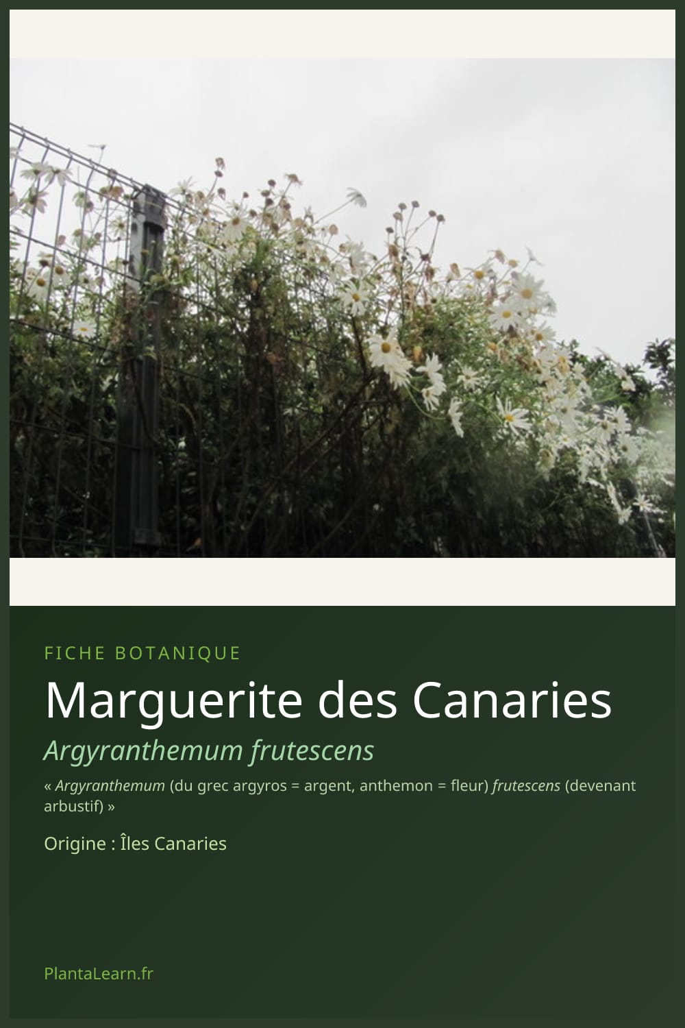 Marguerite des Canaries — Pin Pinterest