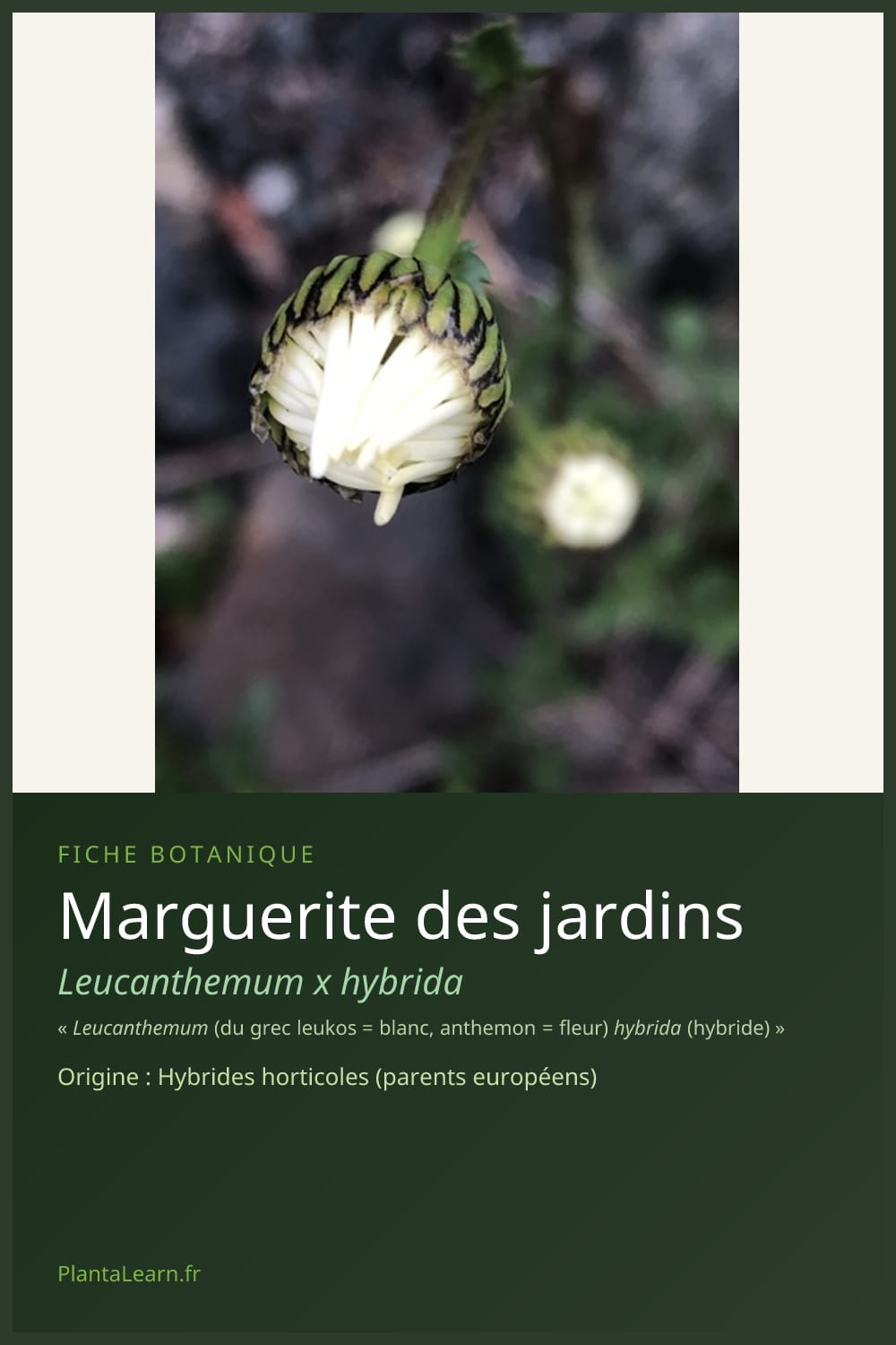 Marguerite des jardins — Pin Pinterest