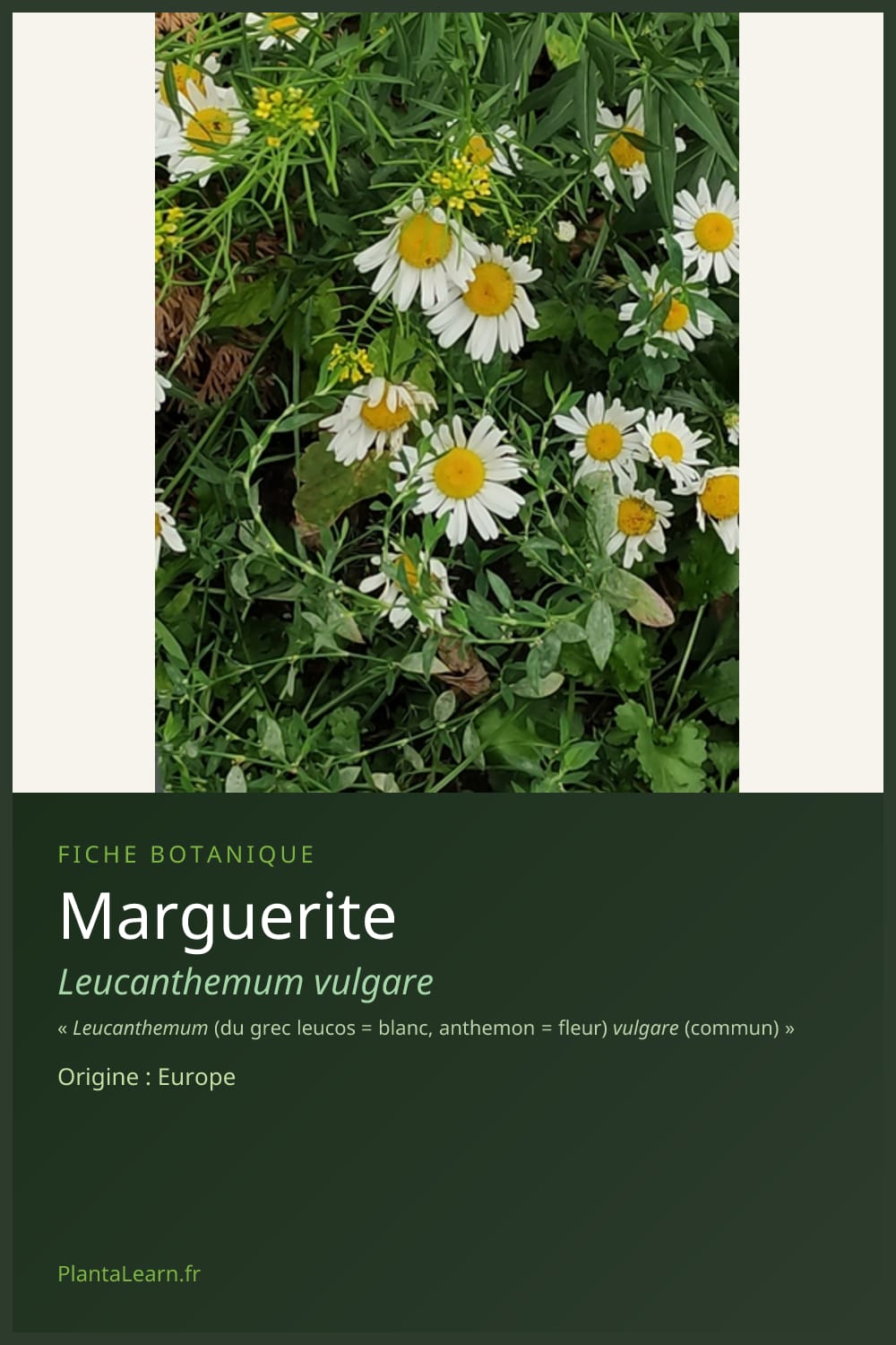 Marguerite — Pin Pinterest