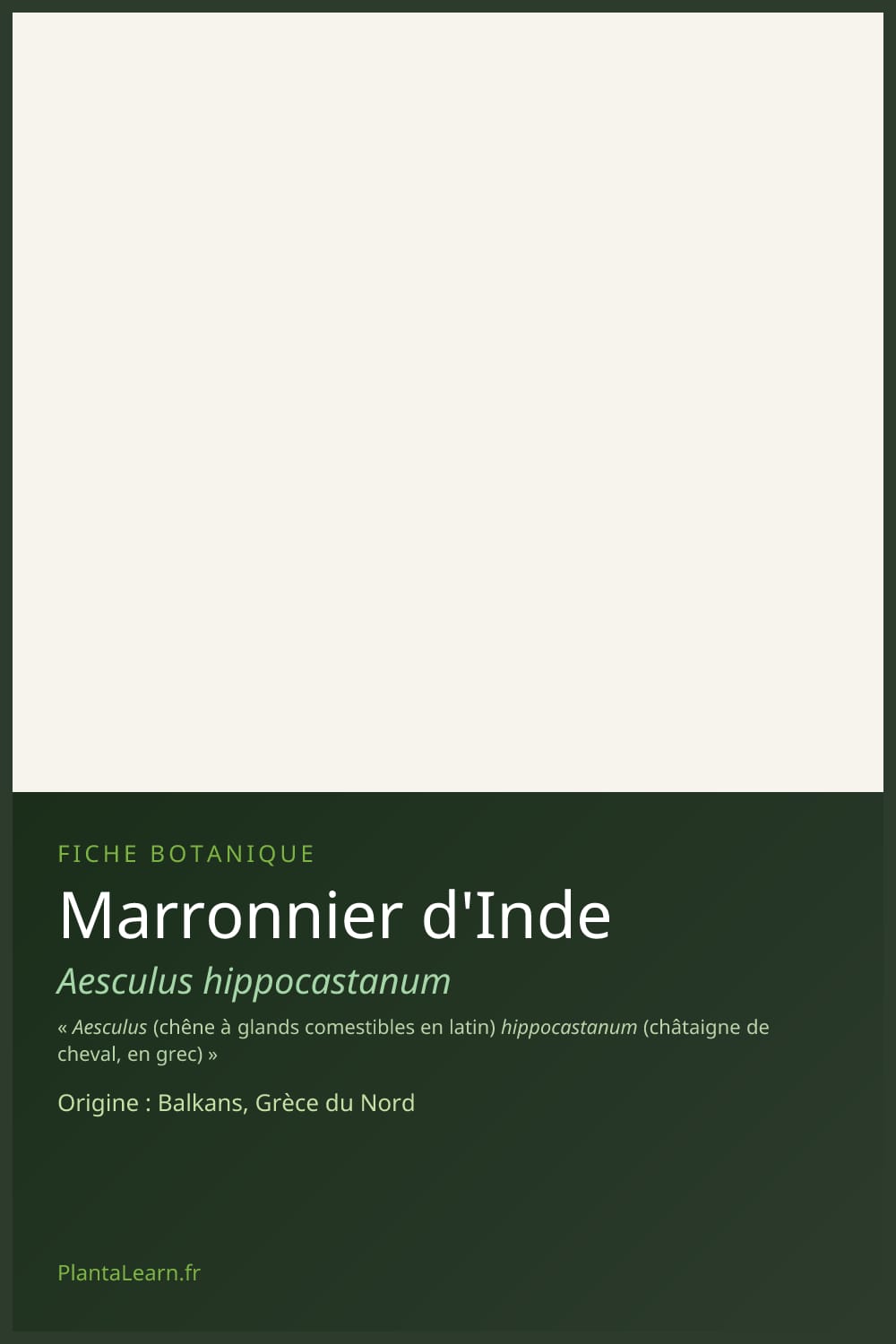 Marronnier d'Inde — Pin Pinterest