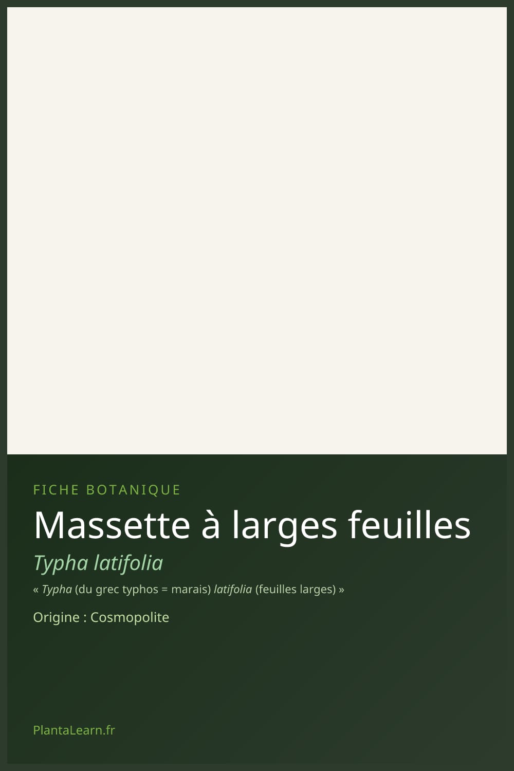 Massette à larges feuilles — Pin Pinterest