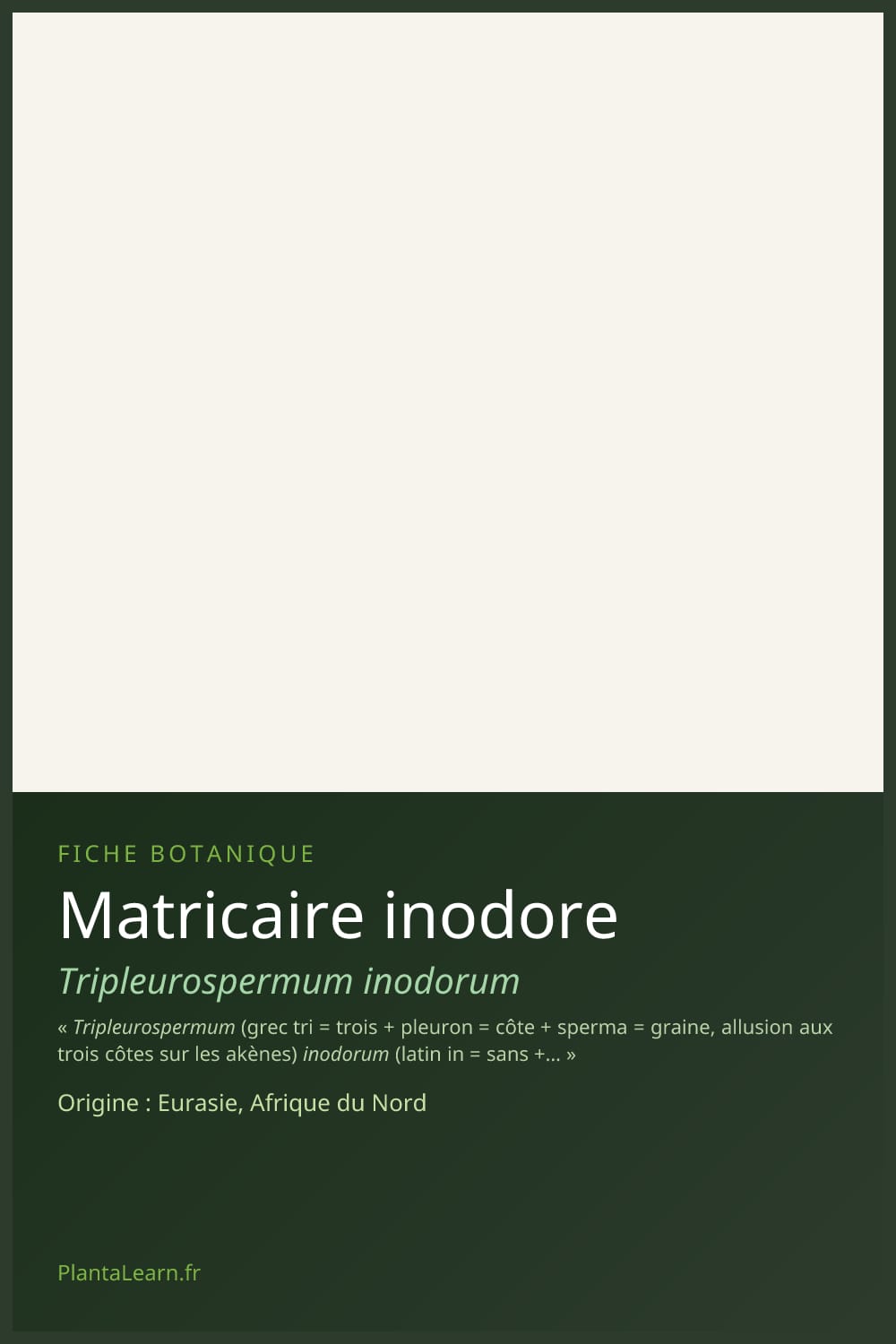 Matricaire inodore — Pin Pinterest