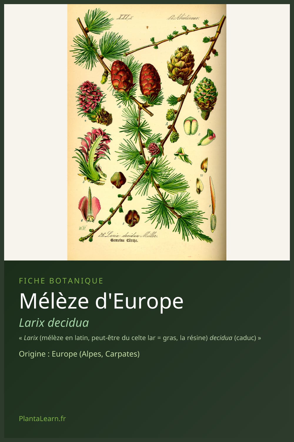 Mélèze d'Europe — Pin Pinterest