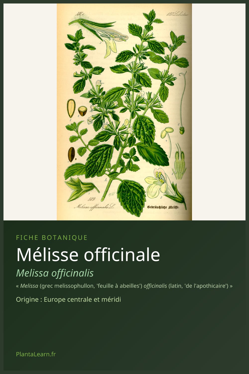 Mélisse officinale — Pin Pinterest