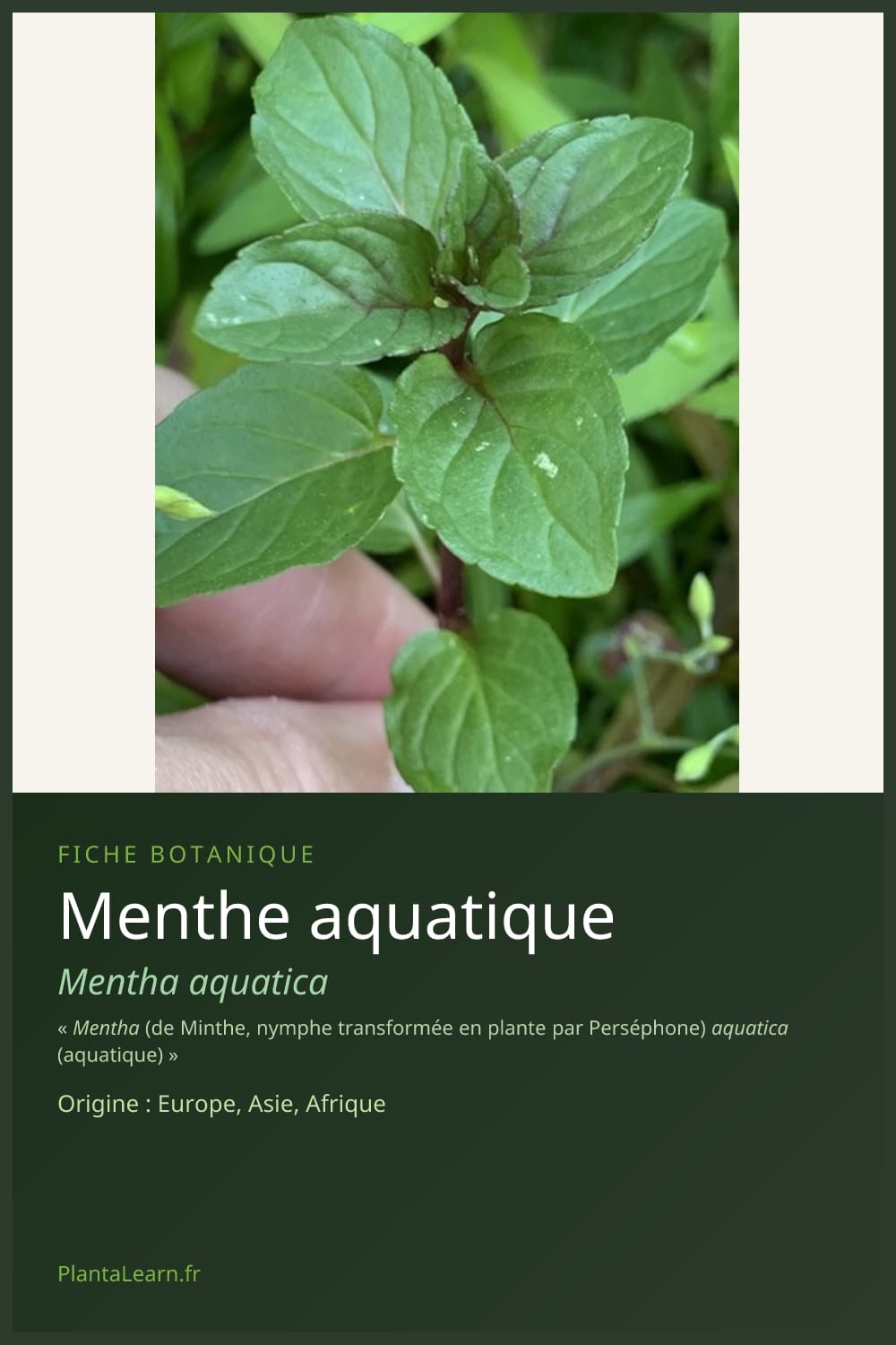 Menthe aquatique — Pin Pinterest