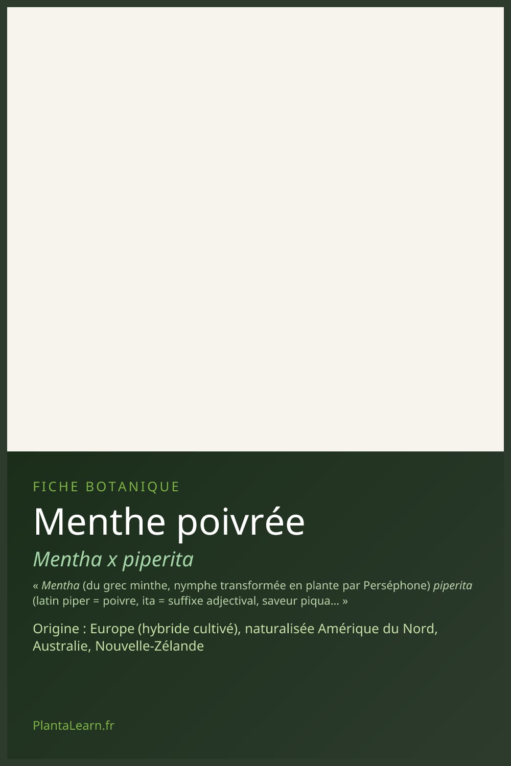 Menthe poivrée — Pin Pinterest