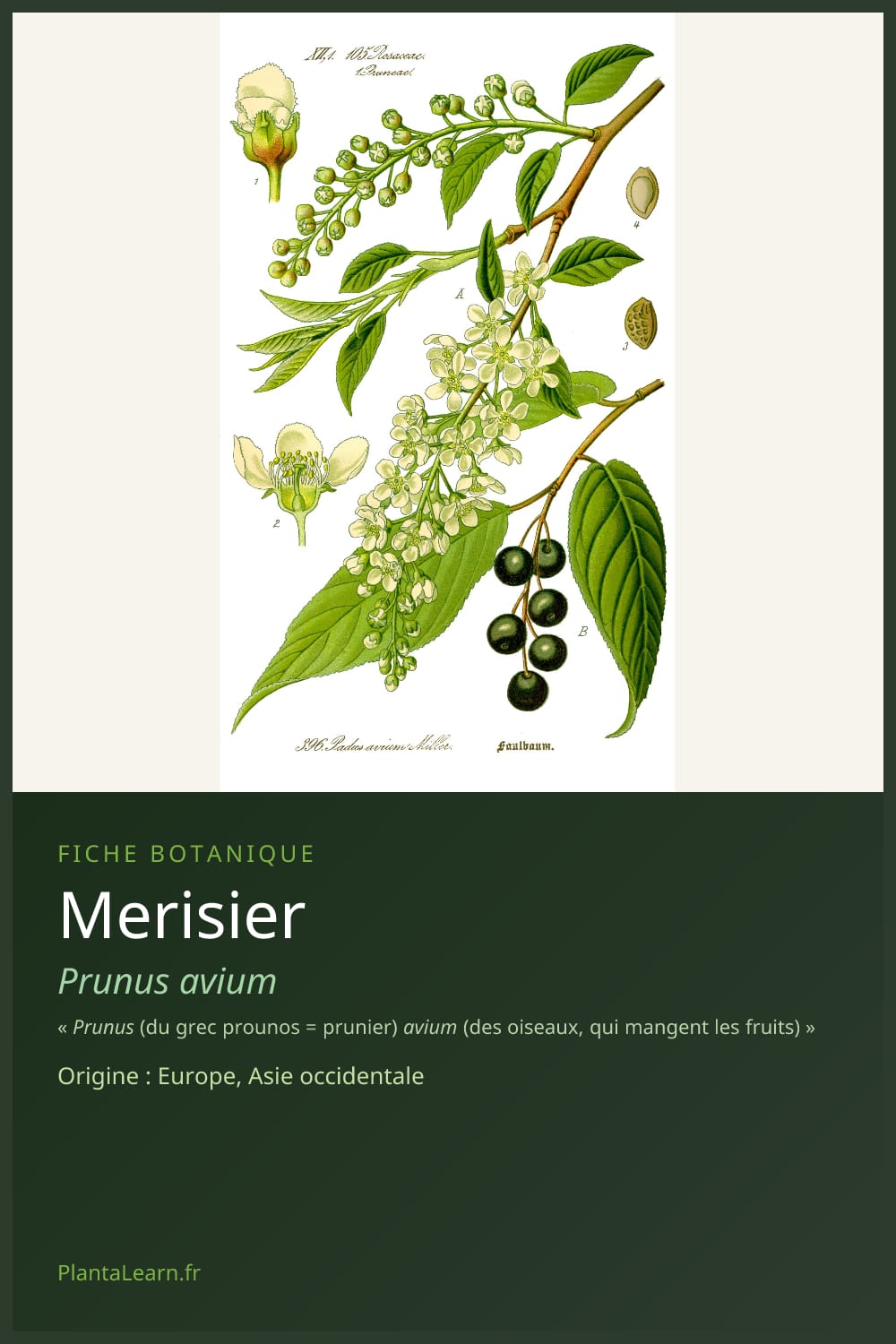 Merisier — Pin Pinterest