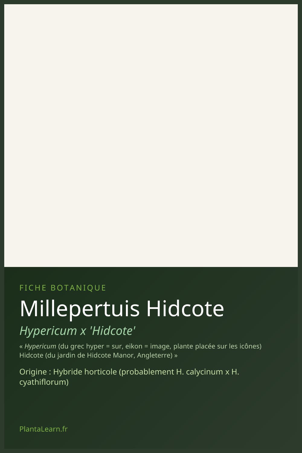 Millepertuis Hidcote — Pin Pinterest