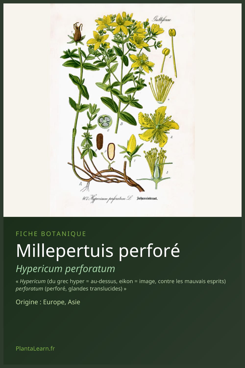 Millepertuis perforé — Pin Pinterest