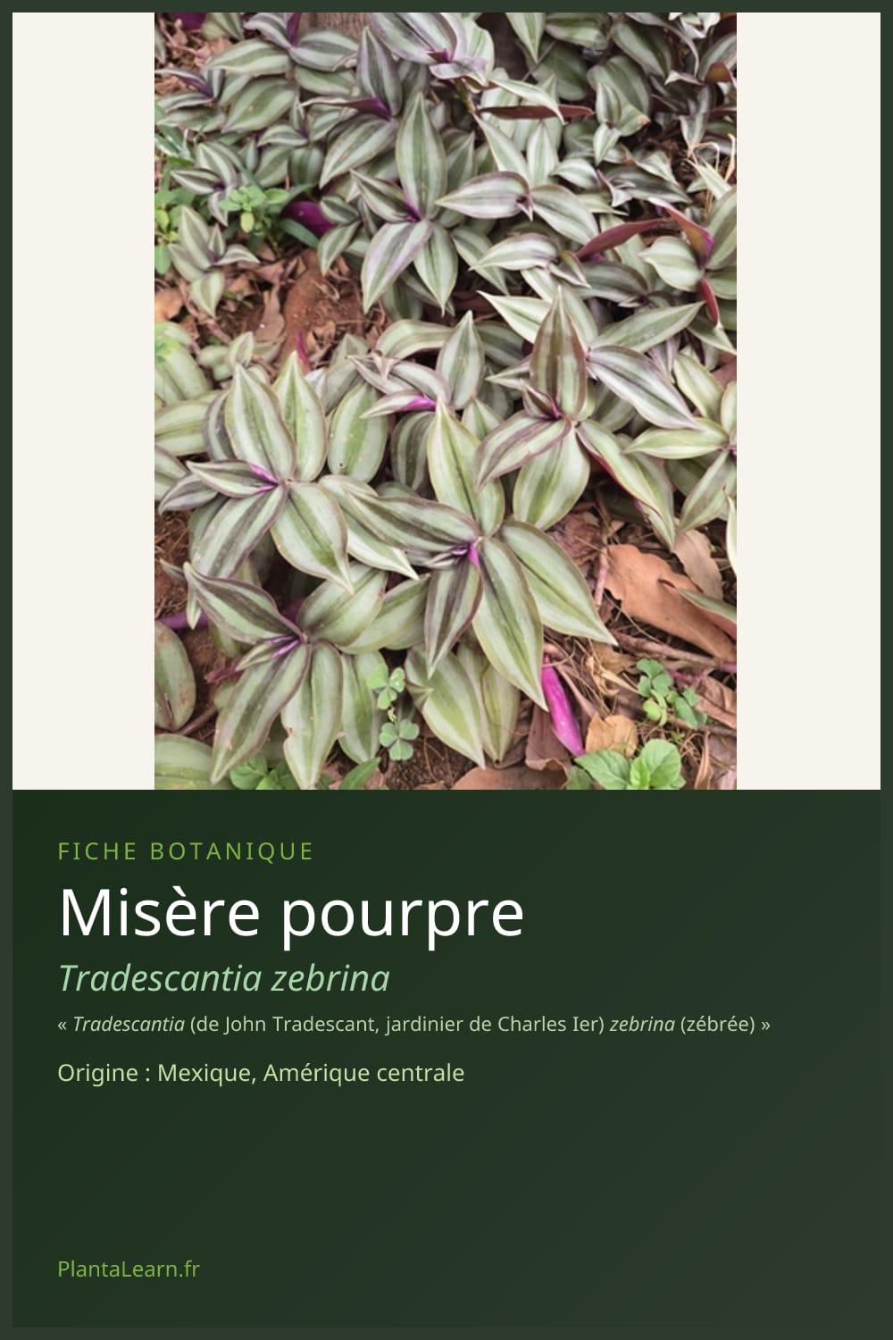 Misère pourpre — Pin Pinterest