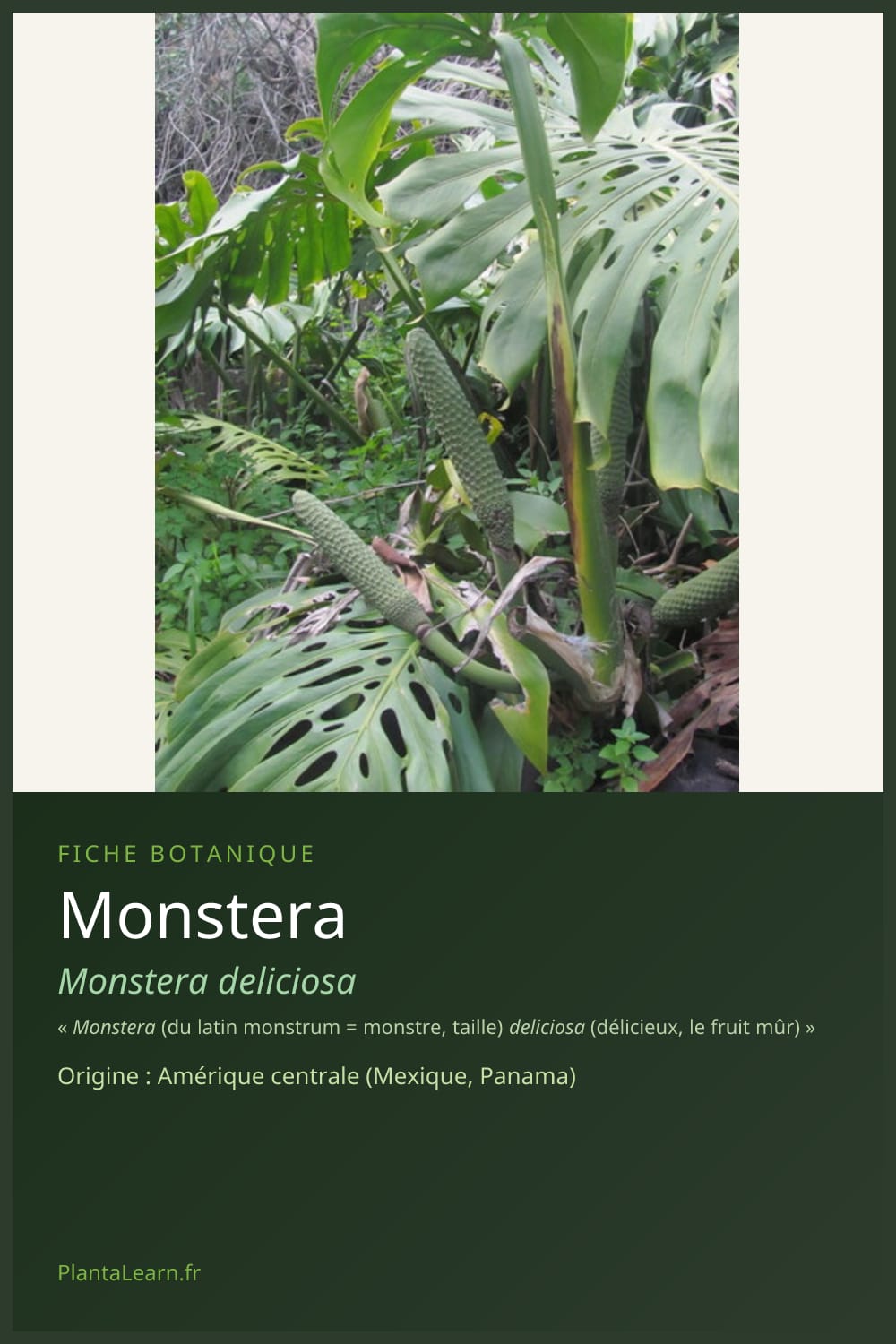 Monstera — Pin Pinterest