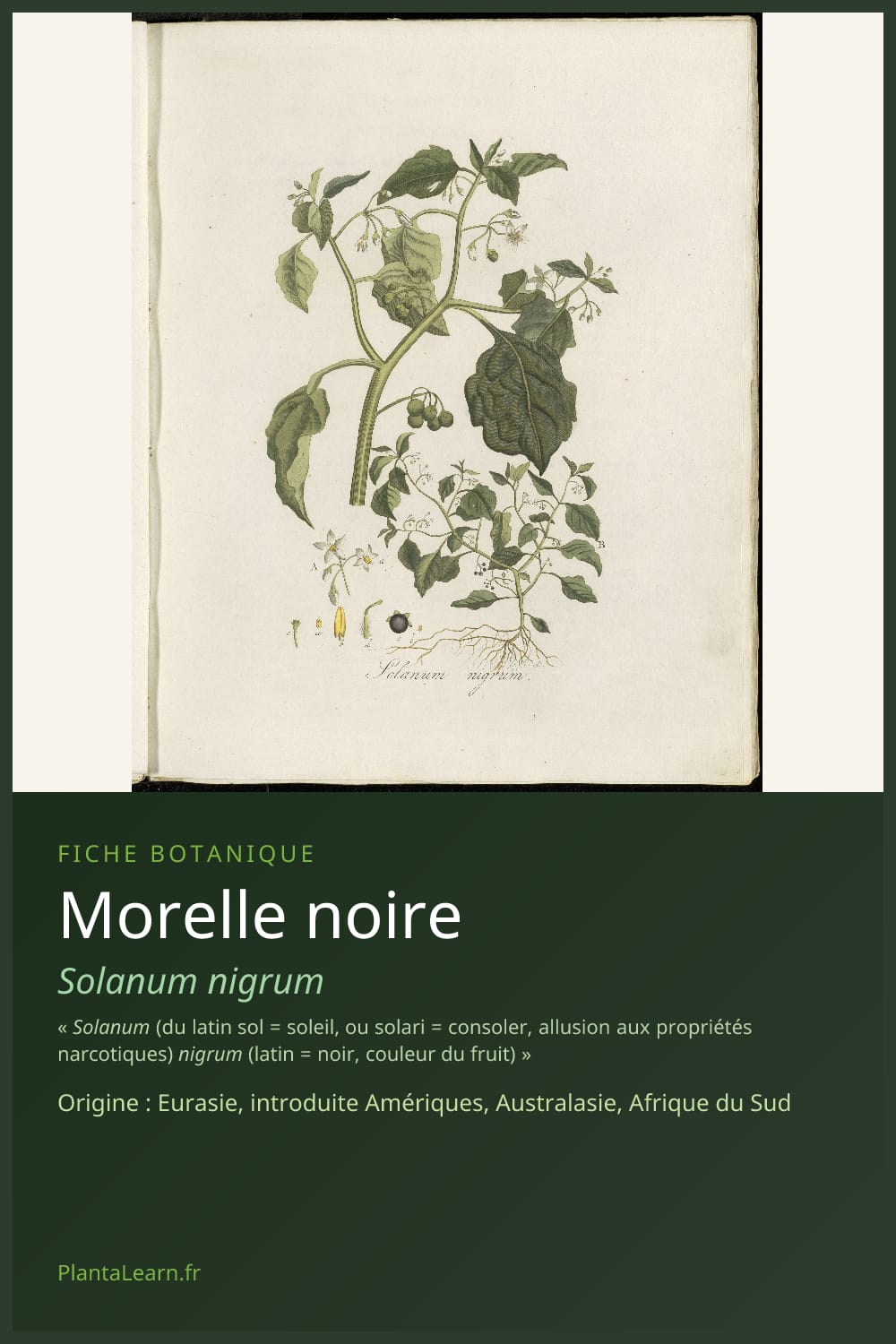 Morelle noire — Pin Pinterest
