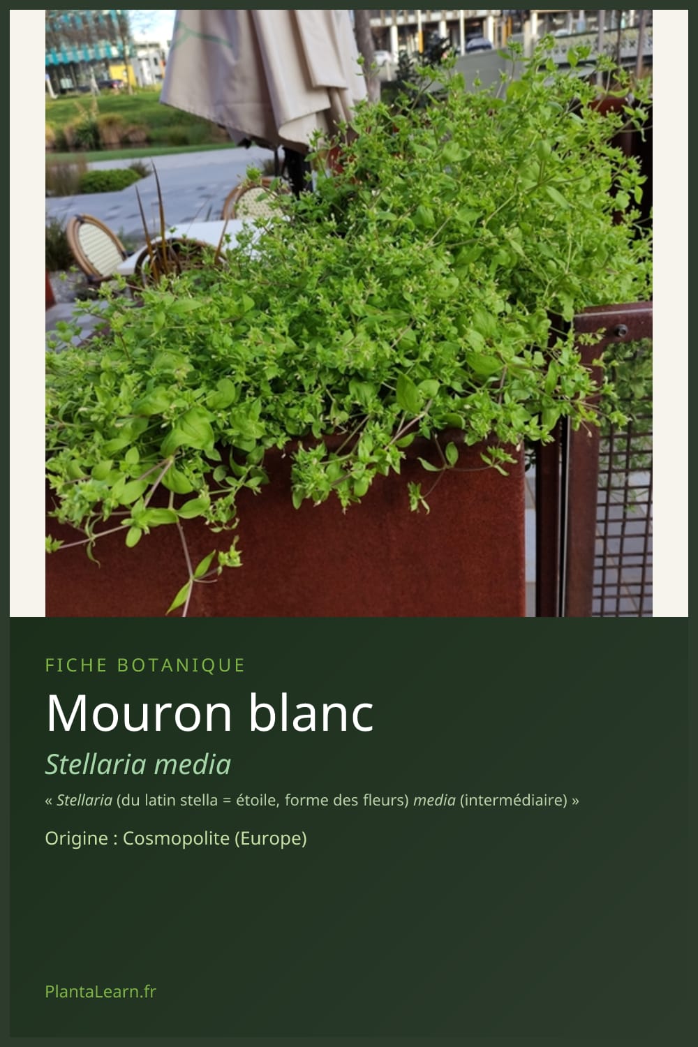 Mouron blanc — Pin Pinterest