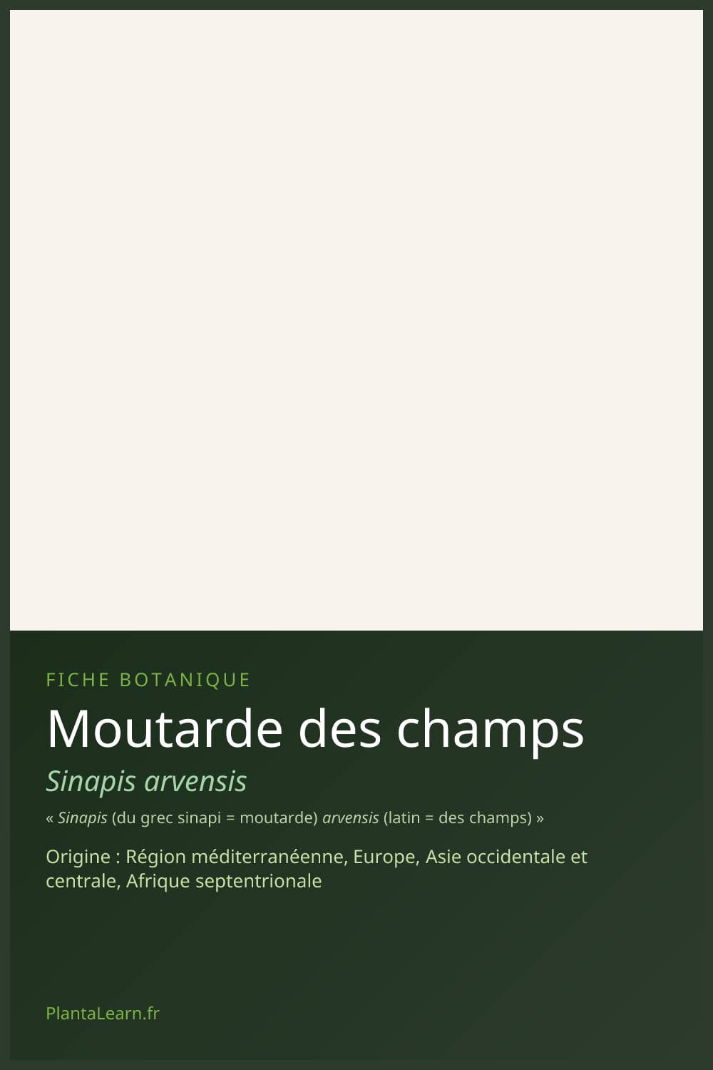 Moutarde des champs — Pin Pinterest
