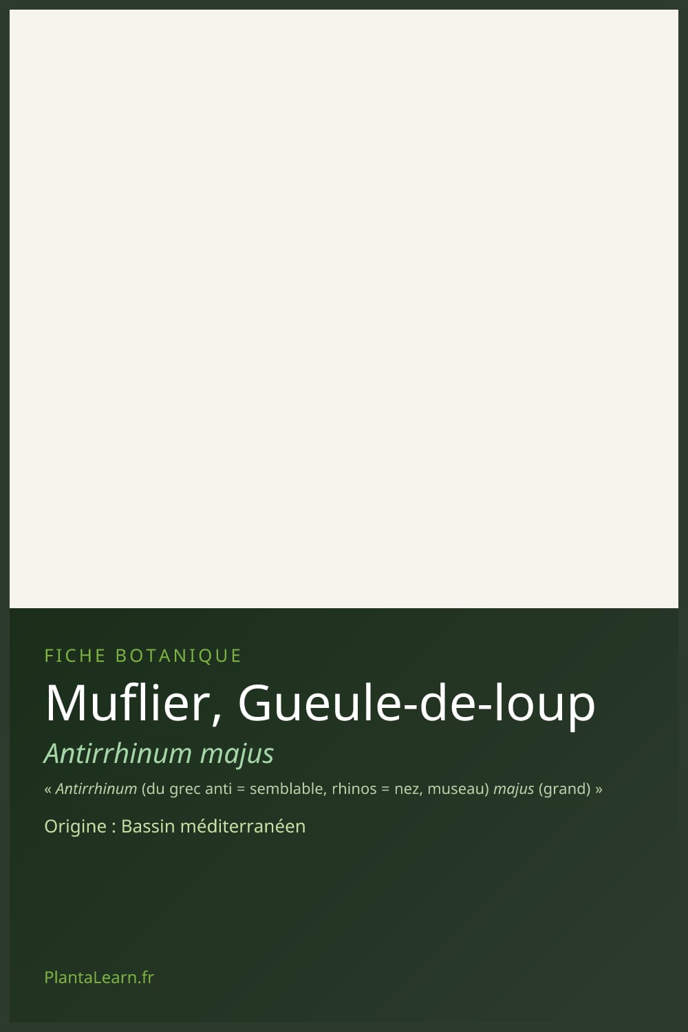 Muflier, Gueule-de-loup — Pin Pinterest