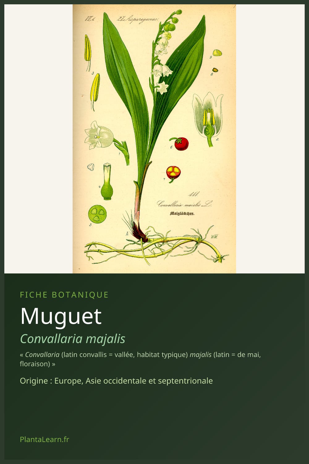 Muguet — Pin Pinterest