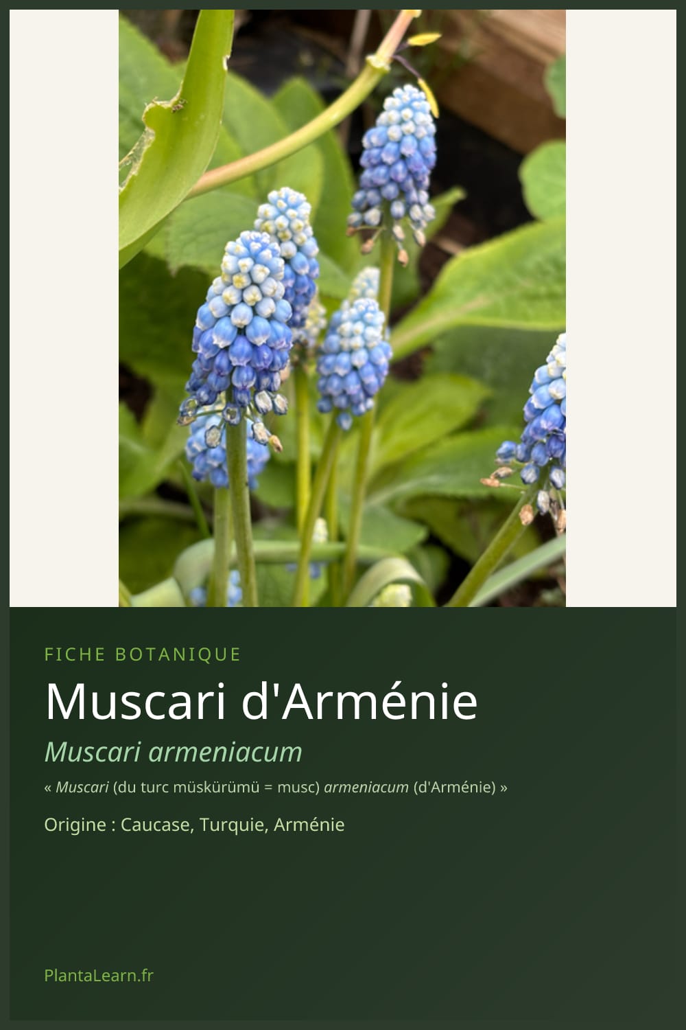 Muscari d'Arménie — Pin Pinterest