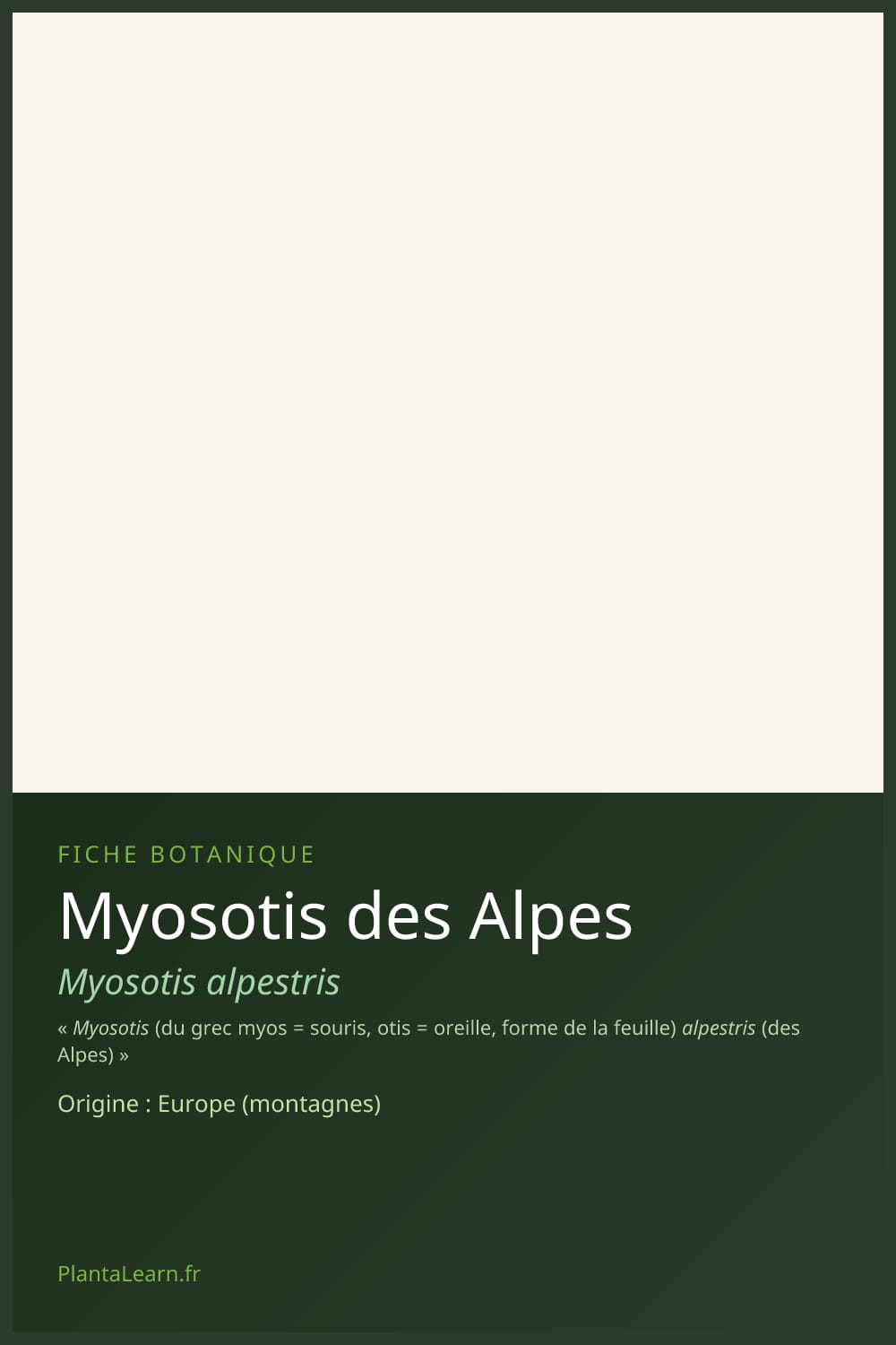 Myosotis des Alpes — Pin Pinterest