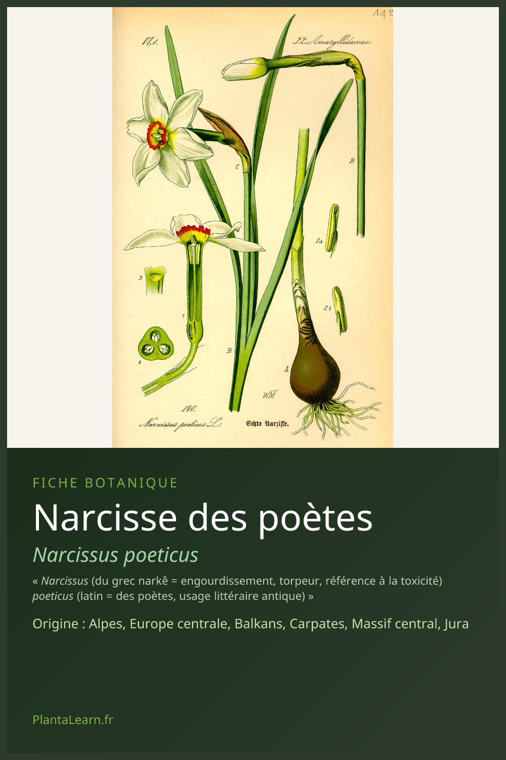 Narcisse des poètes — Pin Pinterest